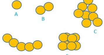Detail Gambar Bakteri Monokokus Nomer 30
