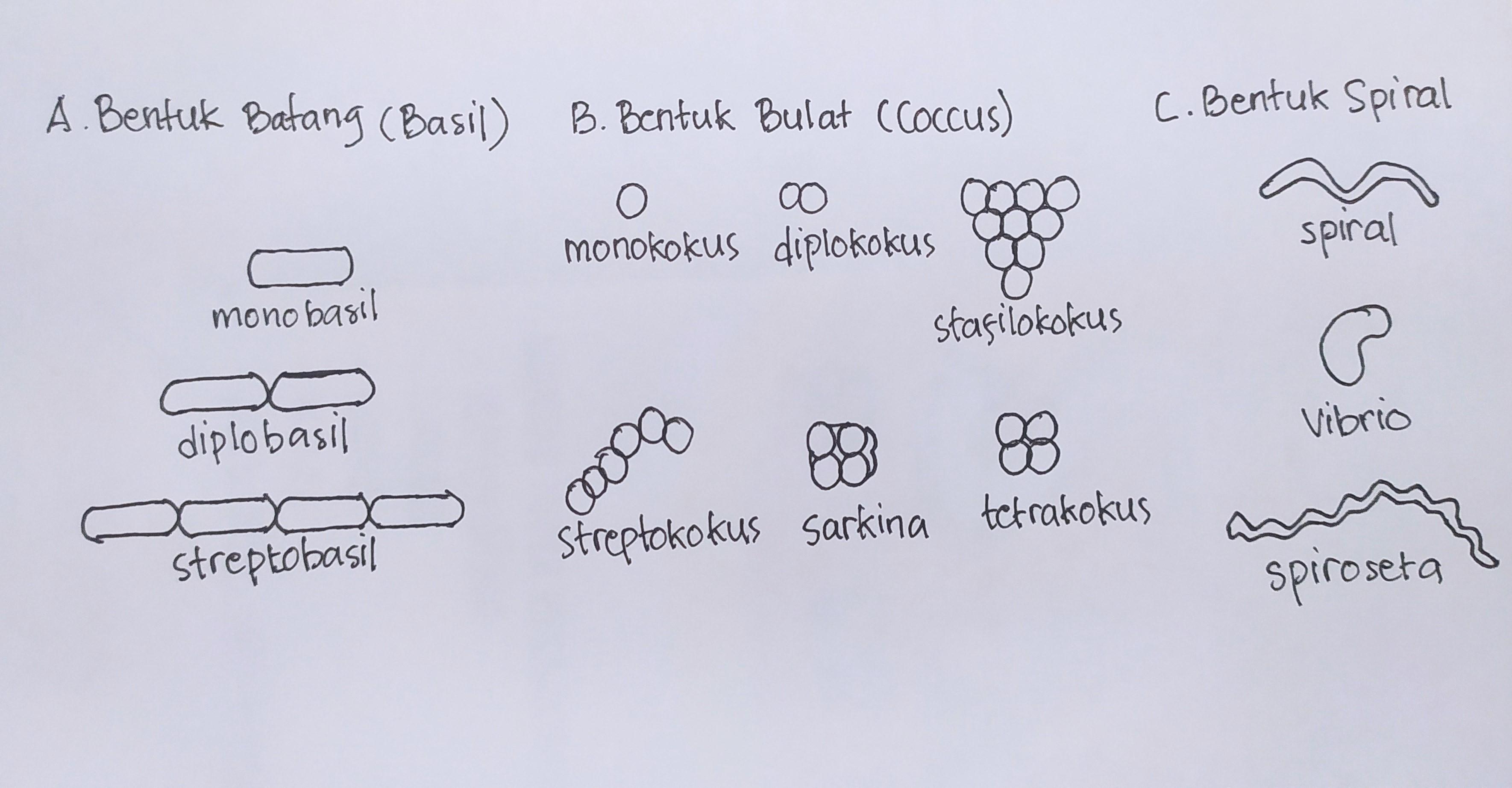 Detail Gambar Bakteri Monokokus Nomer 32