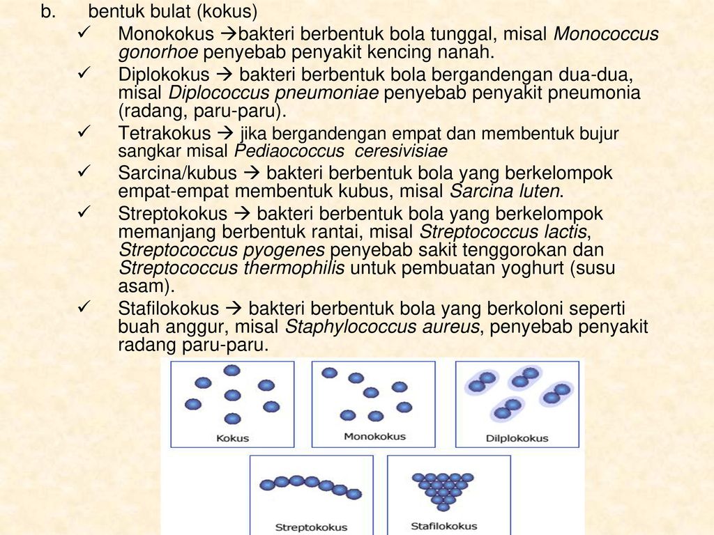 Detail Gambar Bakteri Monokokus Nomer 36