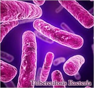 Detail Gambar Bakteri Mycobacterium Tuberculosis Nomer 10