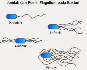 Detail Gambar Bakteri Peritrik Nomer 12