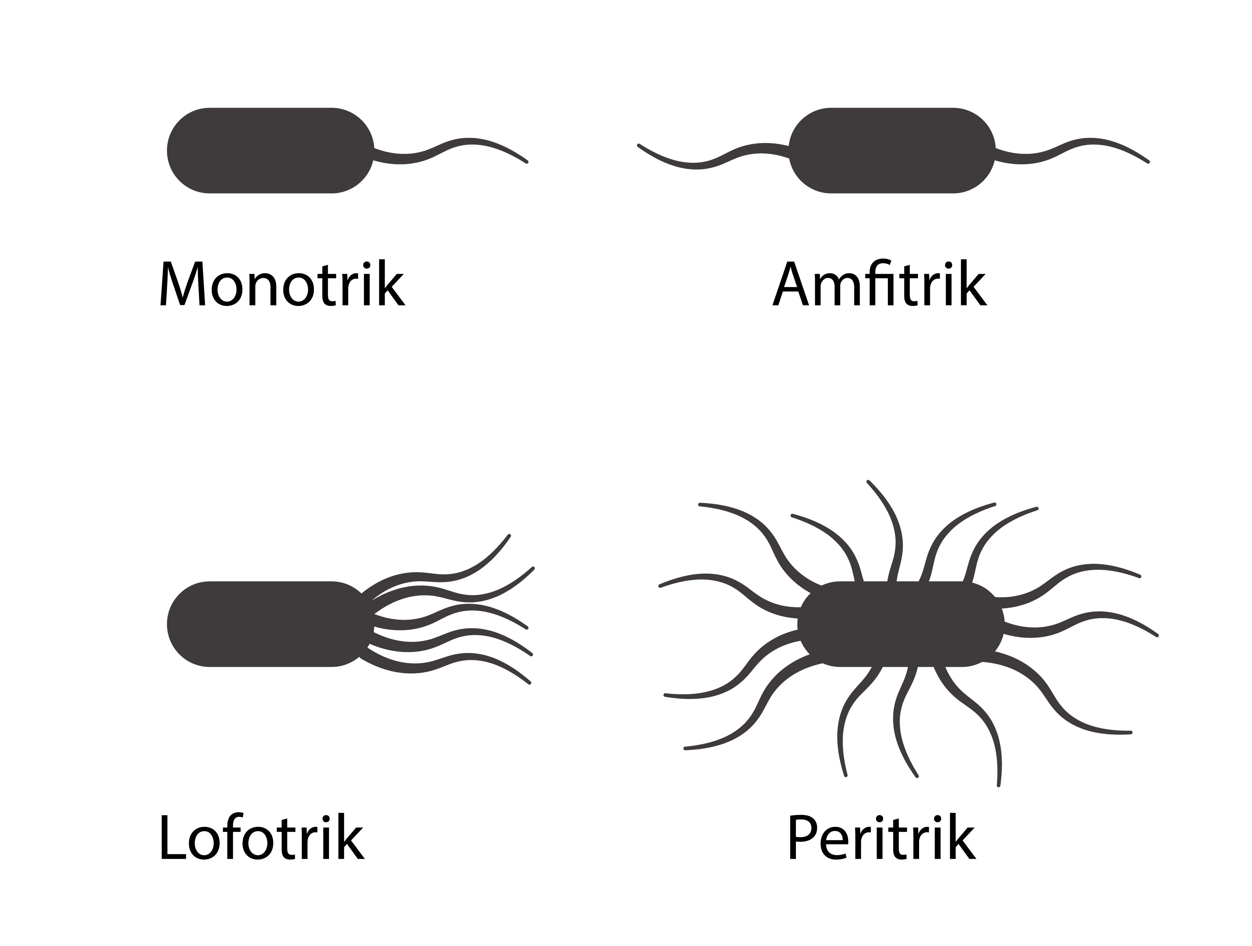 Detail Gambar Bakteri Peritrik Nomer 18