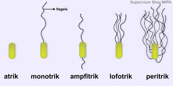 Detail Gambar Bakteri Peritrik Nomer 3