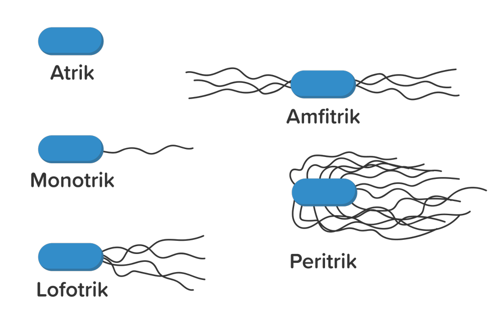 Detail Gambar Bakteri Peritrik Nomer 4