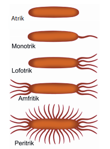 Detail Gambar Bakteri Peritrik Nomer 28