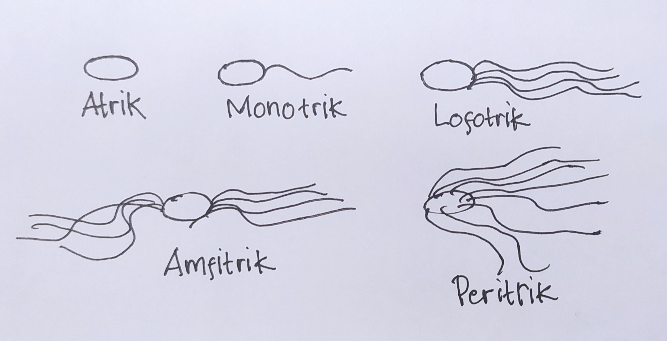 Detail Gambar Bakteri Peritrik Nomer 29