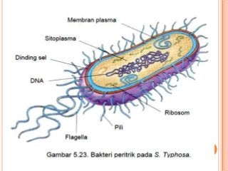 Detail Gambar Bakteri Peritrik Nomer 34