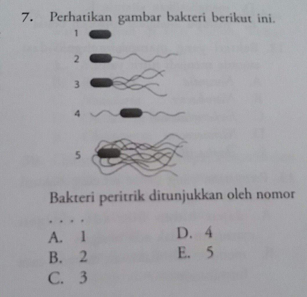 Detail Gambar Bakteri Peritrik Nomer 36