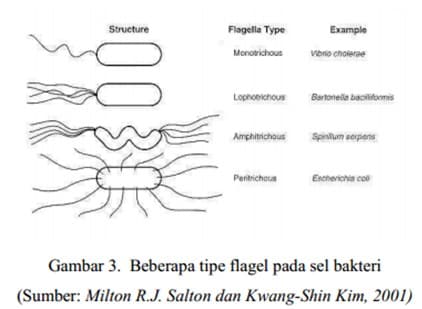Detail Gambar Bakteri Peritrik Nomer 41