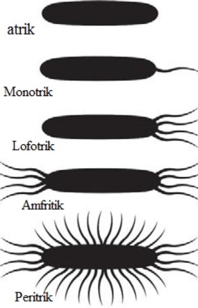 Detail Gambar Bakteri Peritrik Nomer 6