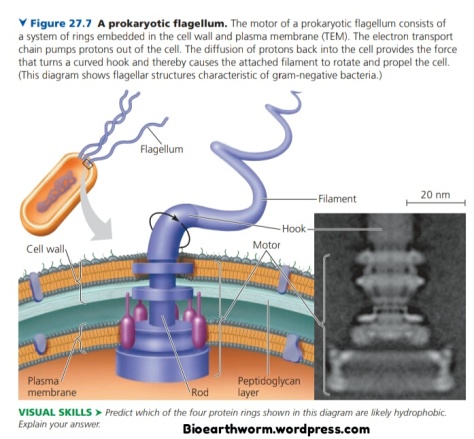 Detail Gambar Bakteri Peritrik Nomer 51