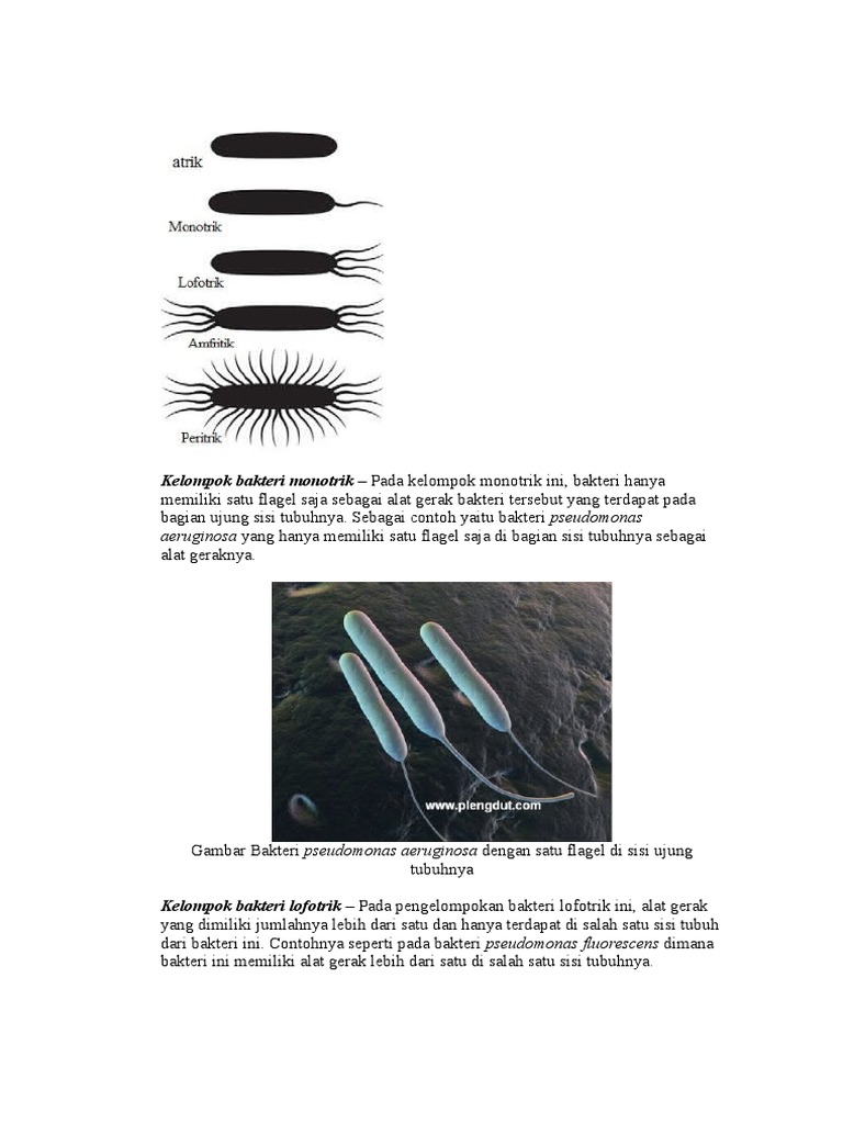 Detail Gambar Bakteri Peritrik Nomer 55