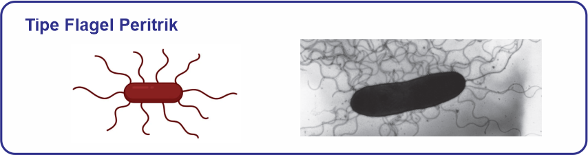 Detail Gambar Bakteri Peritrik Nomer 9
