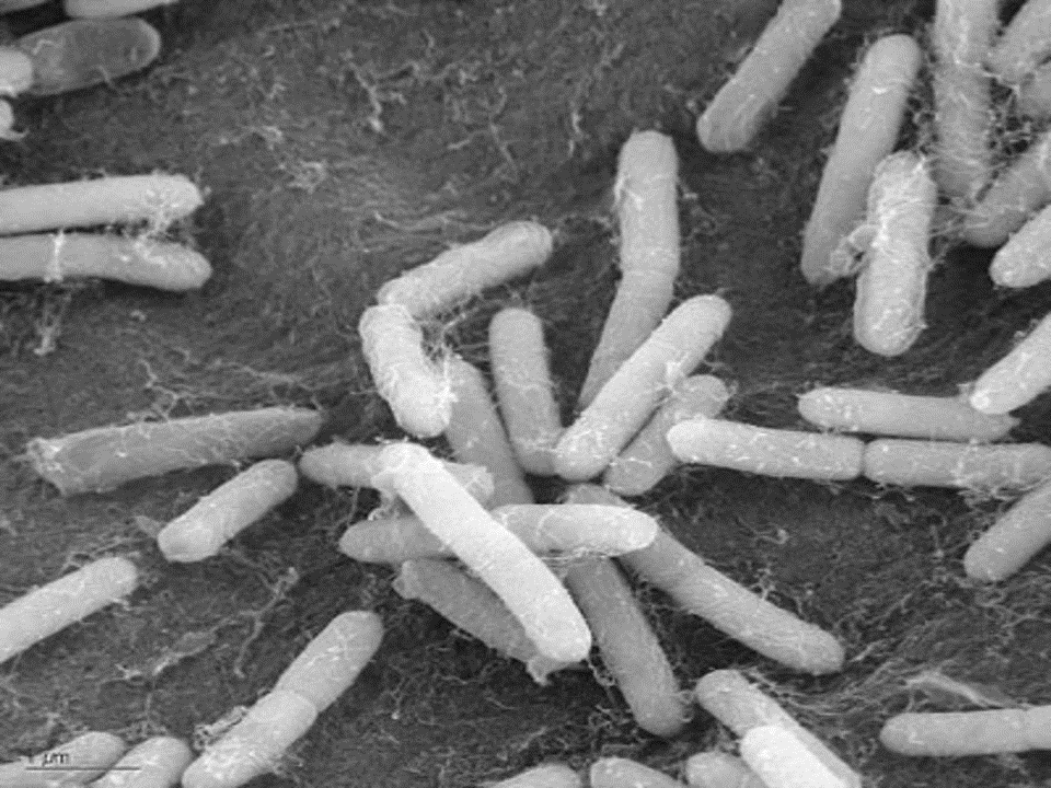 Detail Gambar Bakteri Ppt Nomer 35