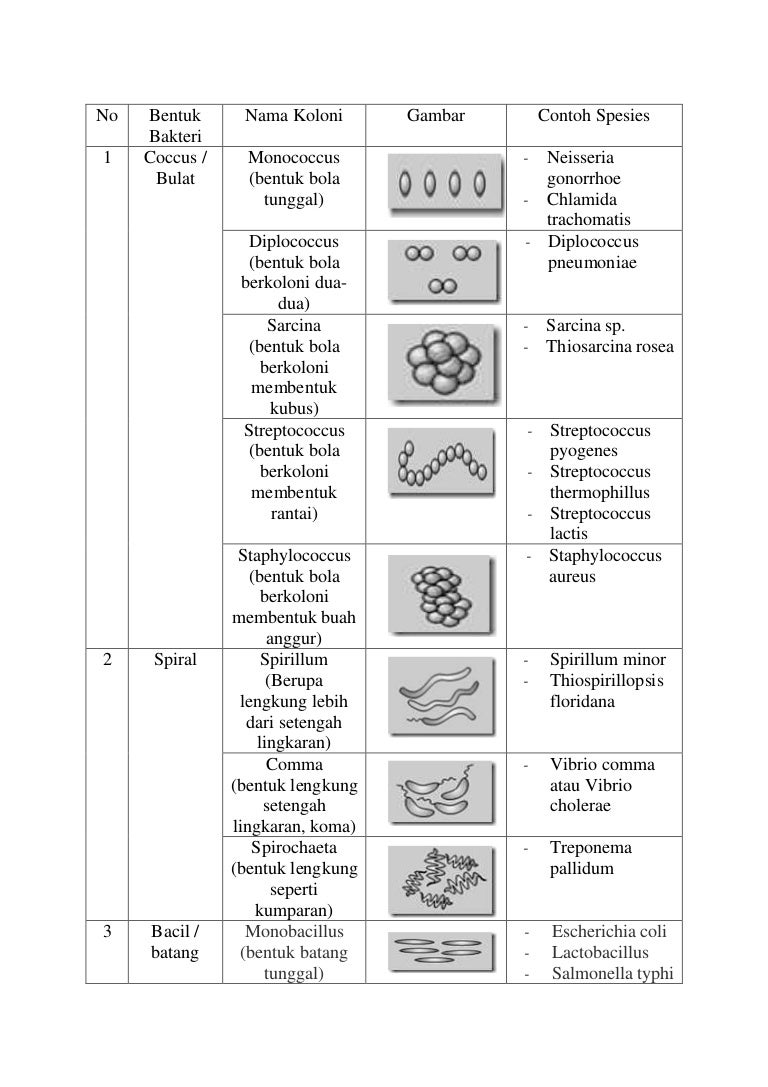 Detail Gambar Bakteri Sarcina Nomer 11