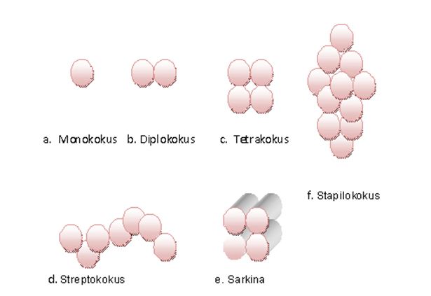 Detail Gambar Bakteri Sarcina Nomer 12