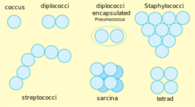 Detail Gambar Bakteri Sarcina Nomer 15