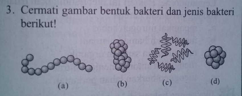 Detail Gambar Bakteri Sarcina Nomer 33