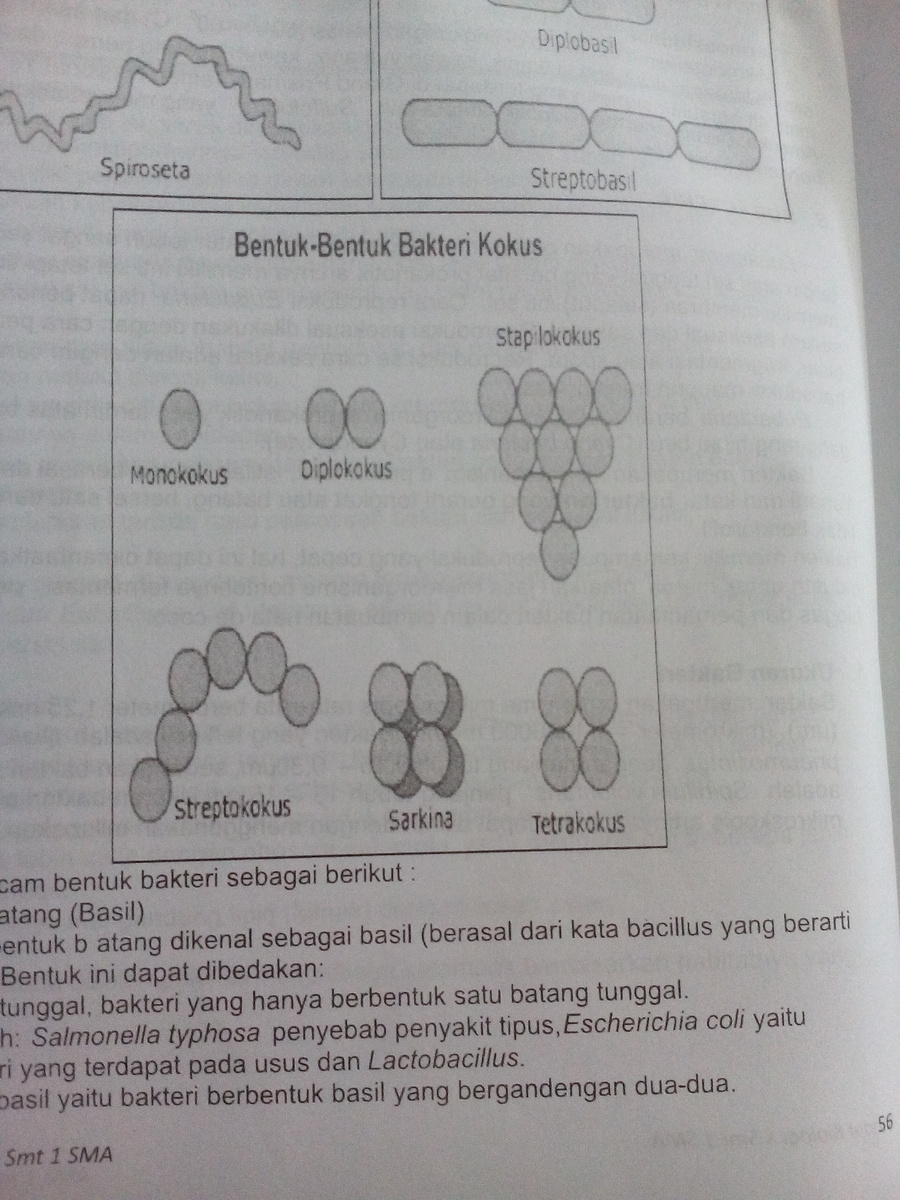 Detail Gambar Bakteri Sarcina Nomer 5