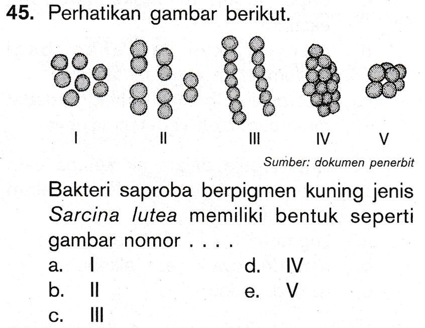 Detail Gambar Bakteri Sarcina Nomer 40