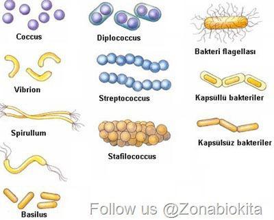 Detail Gambar Bakteri Sarcina Nomer 48