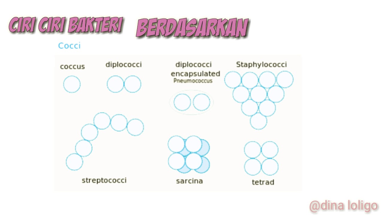 Detail Gambar Bakteri Sarcina Nomer 53