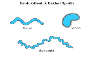 Detail Gambar Bakteri Spiral Nomer 2