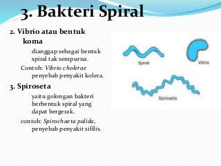Detail Gambar Bakteri Spiral Nomer 13