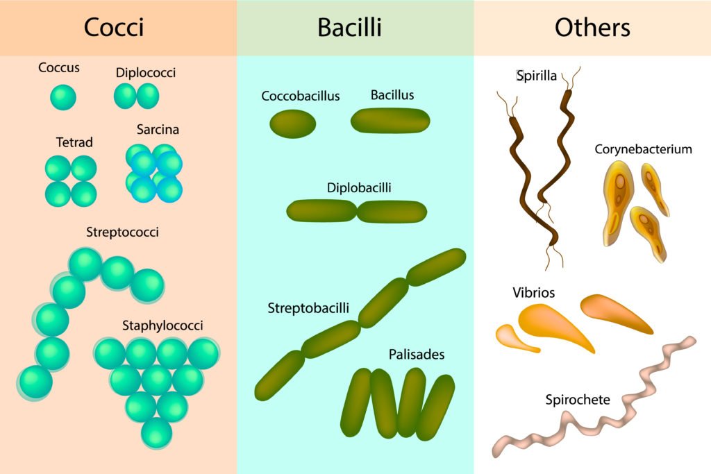 Detail Gambar Bakteri Spiral Nomer 14