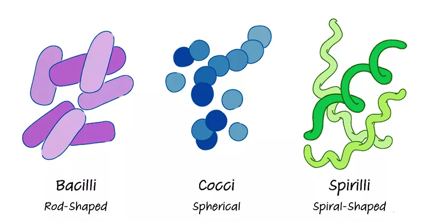 Detail Gambar Bakteri Spiral Nomer 16