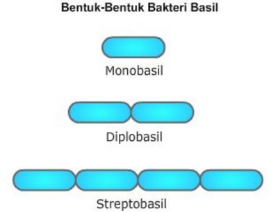 Detail Gambar Bakteri Spiral Nomer 18