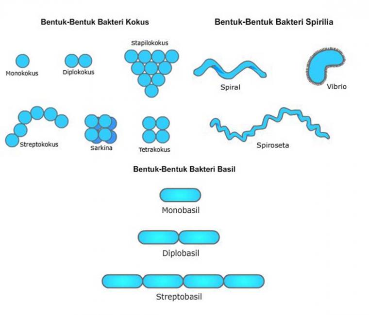 Detail Gambar Bakteri Spiral Nomer 3