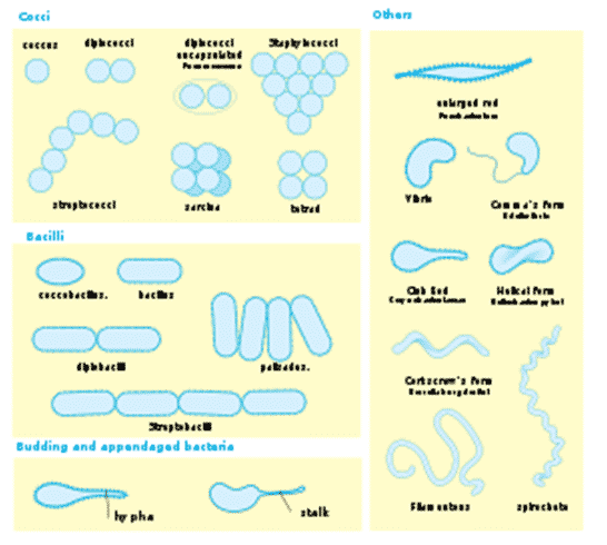 Detail Gambar Bakteri Spiral Nomer 19