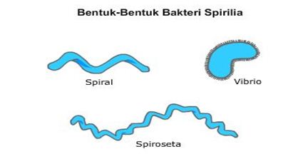 Detail Gambar Bakteri Spiral Nomer 20