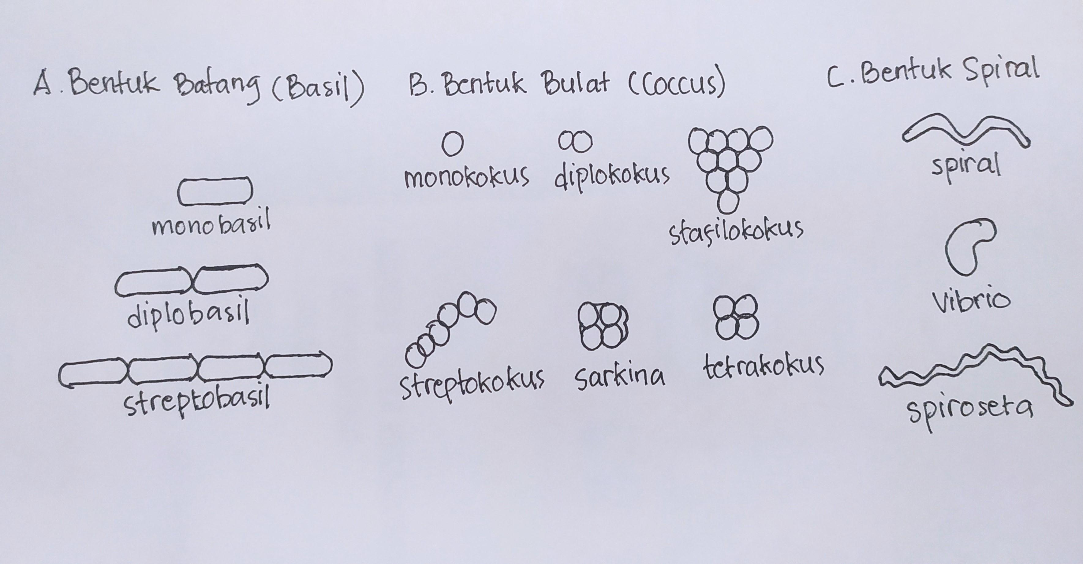 Detail Gambar Bakteri Spiral Nomer 23