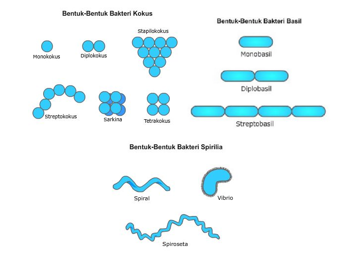 Detail Gambar Bakteri Spiral Nomer 25