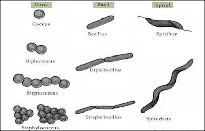 Detail Gambar Bakteri Spiral Nomer 27