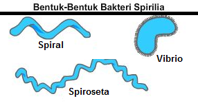 Detail Gambar Bakteri Spiral Nomer 4