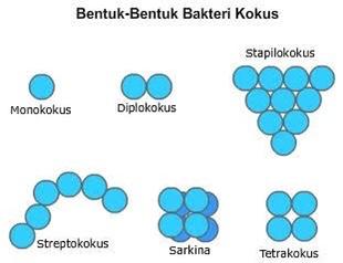 Detail Gambar Bakteri Spiral Nomer 37