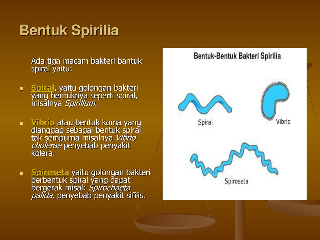 Detail Gambar Bakteri Spiral Nomer 38