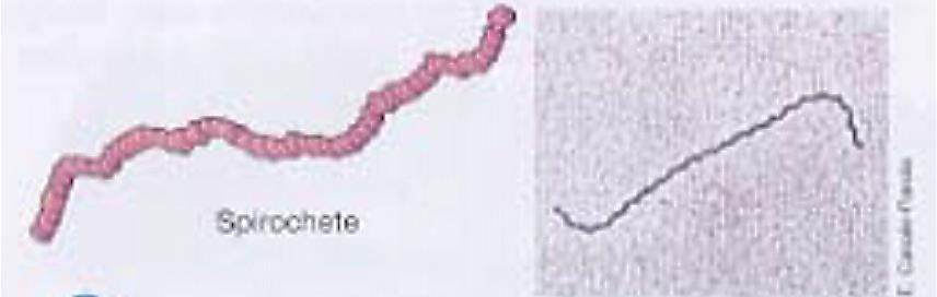 Detail Gambar Bakteri Spiral Nomer 41