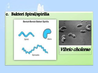 Detail Gambar Bakteri Spiral Nomer 43