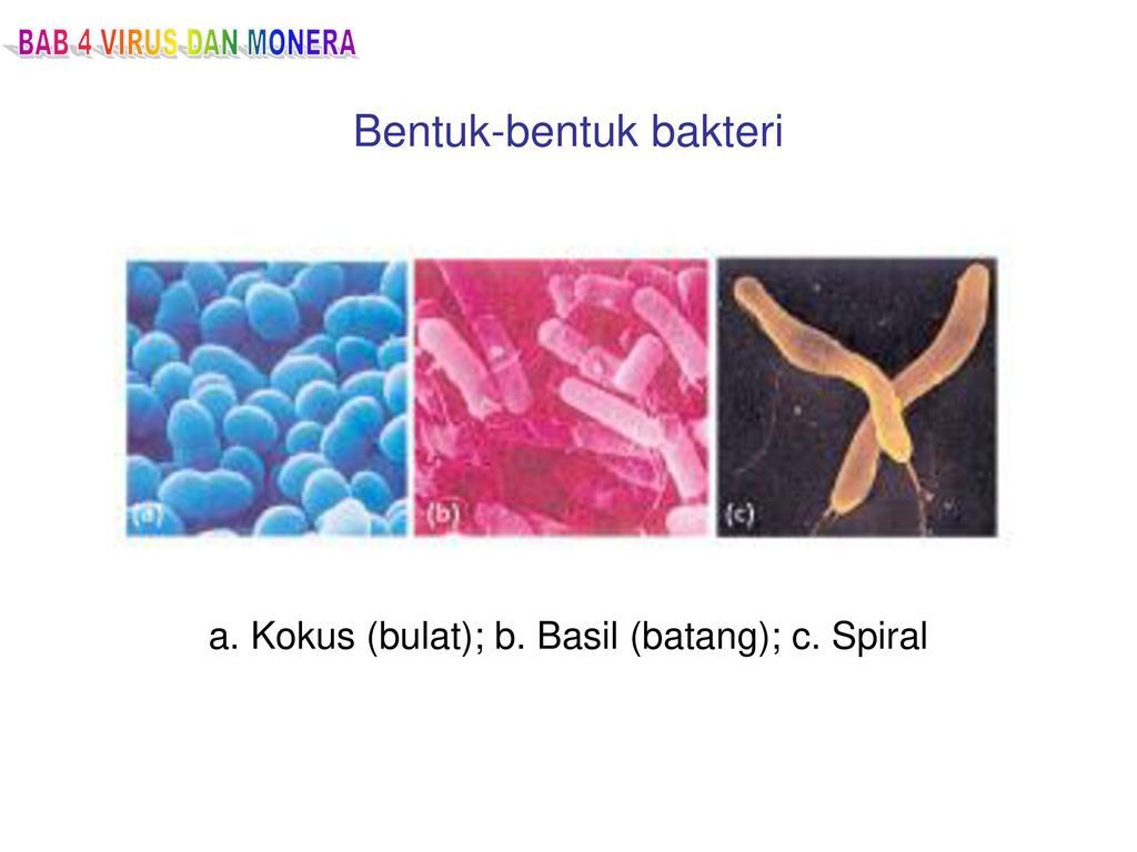 Detail Gambar Bakteri Spiral Nomer 47