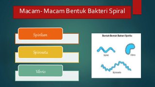 Detail Gambar Bakteri Spiral Nomer 48