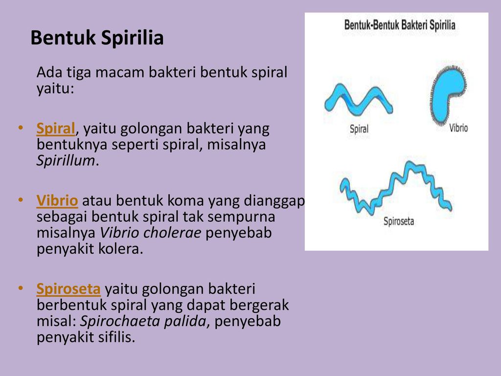 Detail Gambar Bakteri Spiral Nomer 54