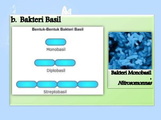 Detail Gambar Bakteri Spiral Nomer 55