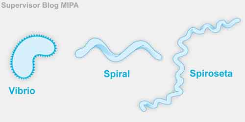 Detail Gambar Bakteri Spiral Nomer 8