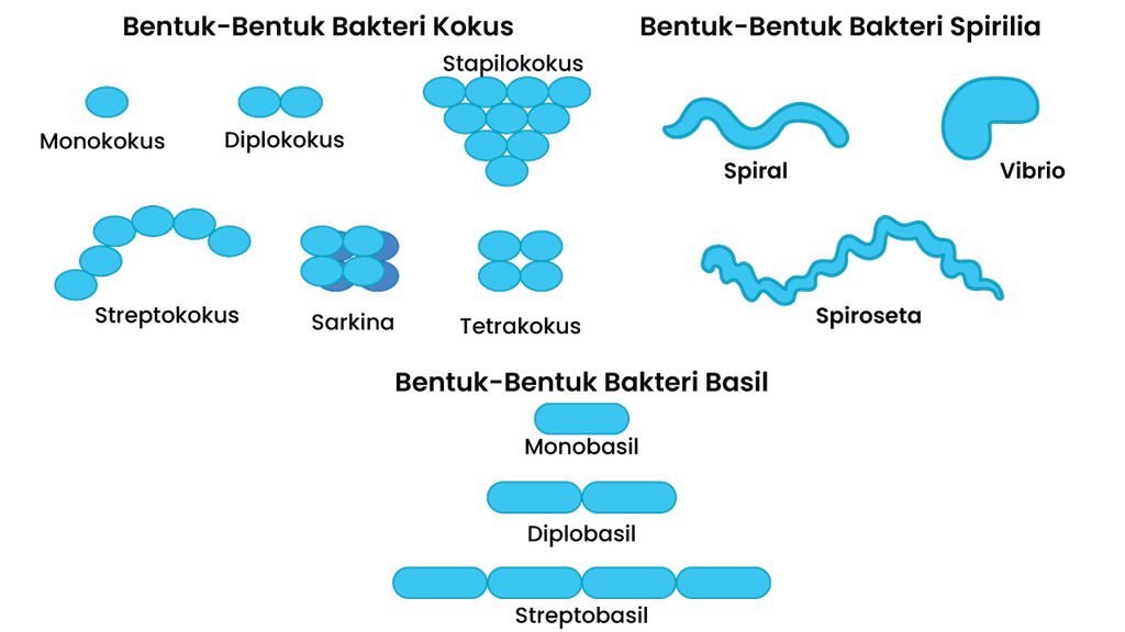 Detail Gambar Bakteri Spiral Nomer 9