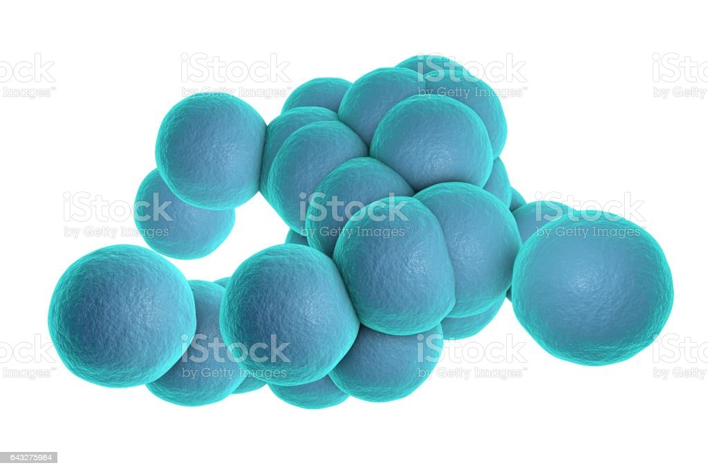 Detail Gambar Bakteri Staphylococcus Aureus Nomer 13