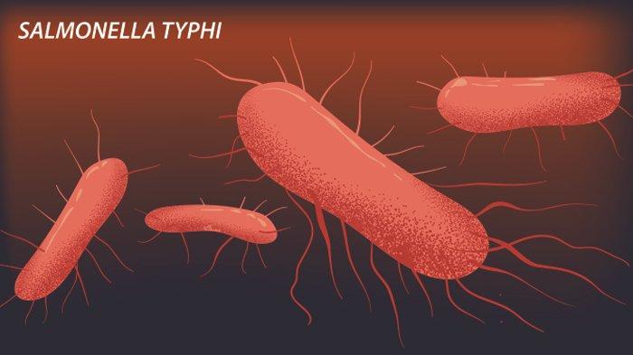 Detail Gambar Bakteri Typoid Nomer 3